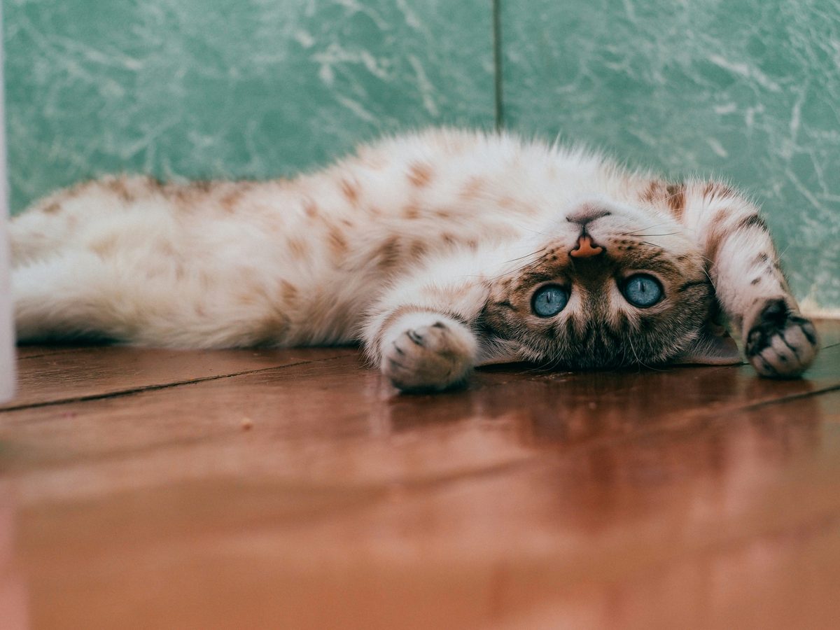 Chat détendu à la maison