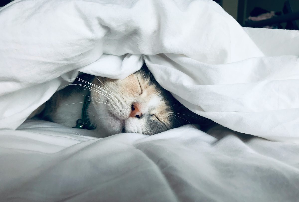 Chat qui dort paisiblement dans son lit