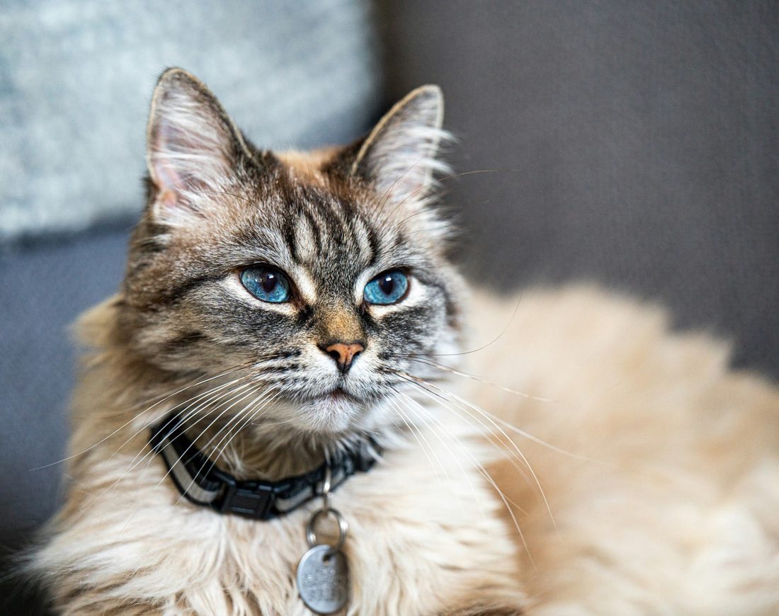 Chat en pleine forme